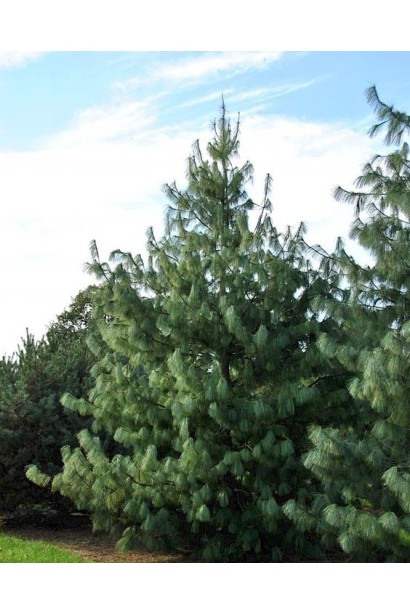 Сосна гімілайська / Гріффіта